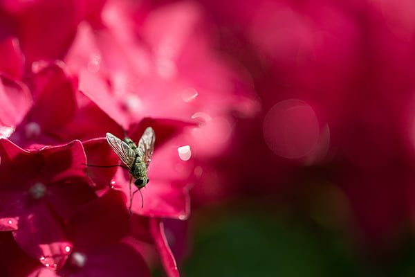 diafragma workshop Fotocursus Westland