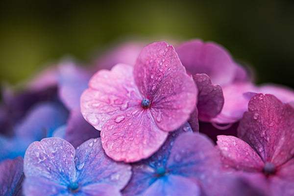 Workshop diafragma Zuid Holland