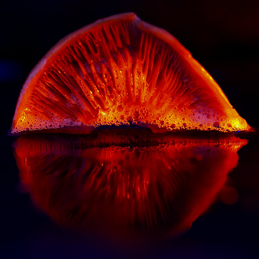 paddenstoelen fotografie paddenstoelen fotografie