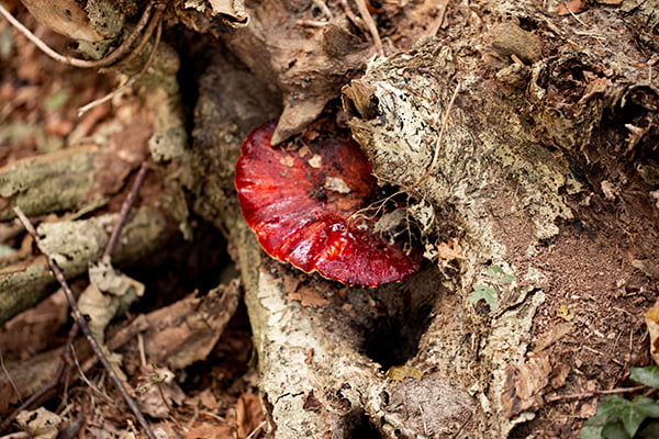 paddenstoelen-fotografie-fotocursus-westland paddenstoelen fotografie